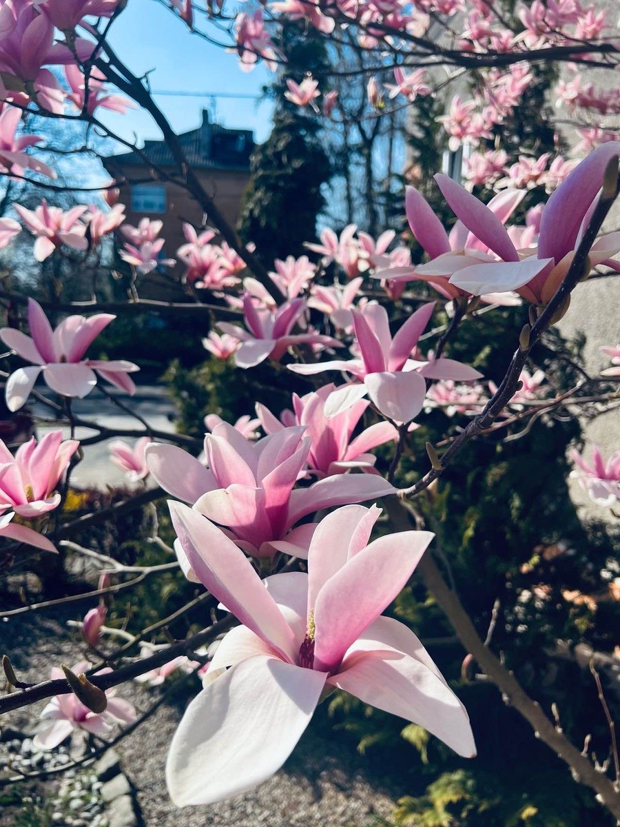 Фотопрогулка по атмосферному Амалиенау (Ольга)