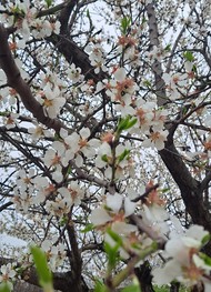 Фото отзыва 2: экскурсия "Краски древнего Дербента"