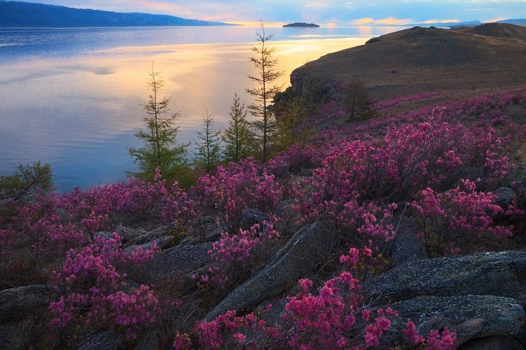 Цветение рододендрона на&nbsp;Байкале