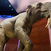 Фото отзыва 2: экскурсия "Экскурсия из Дубая в Абу-Даби в мини-группе"