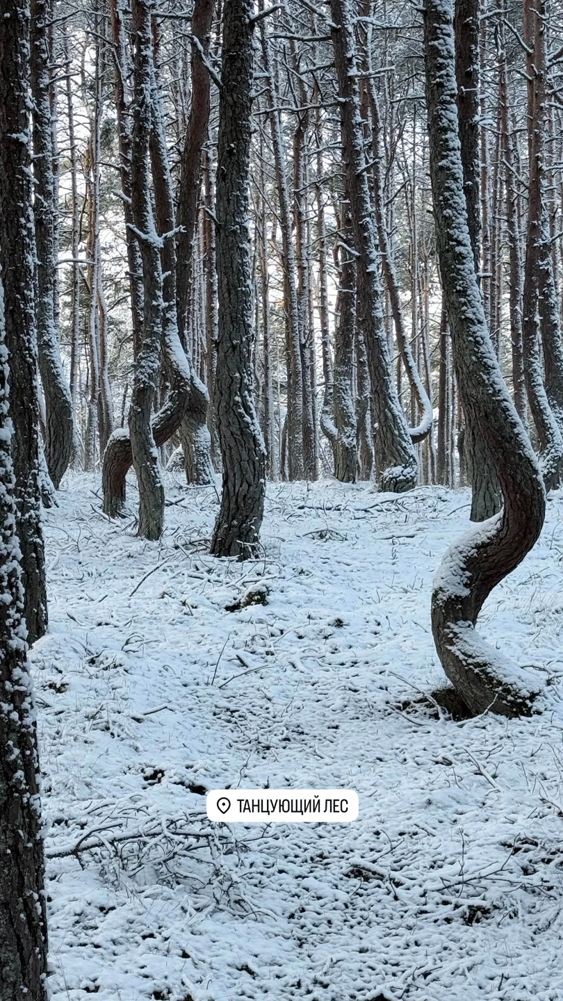 Выбрала автобусную экскурсию, чтобы обзорно ознакомиться с Куршской Косой. Экскурсовод Ирина понятно объяснила правила, что важно