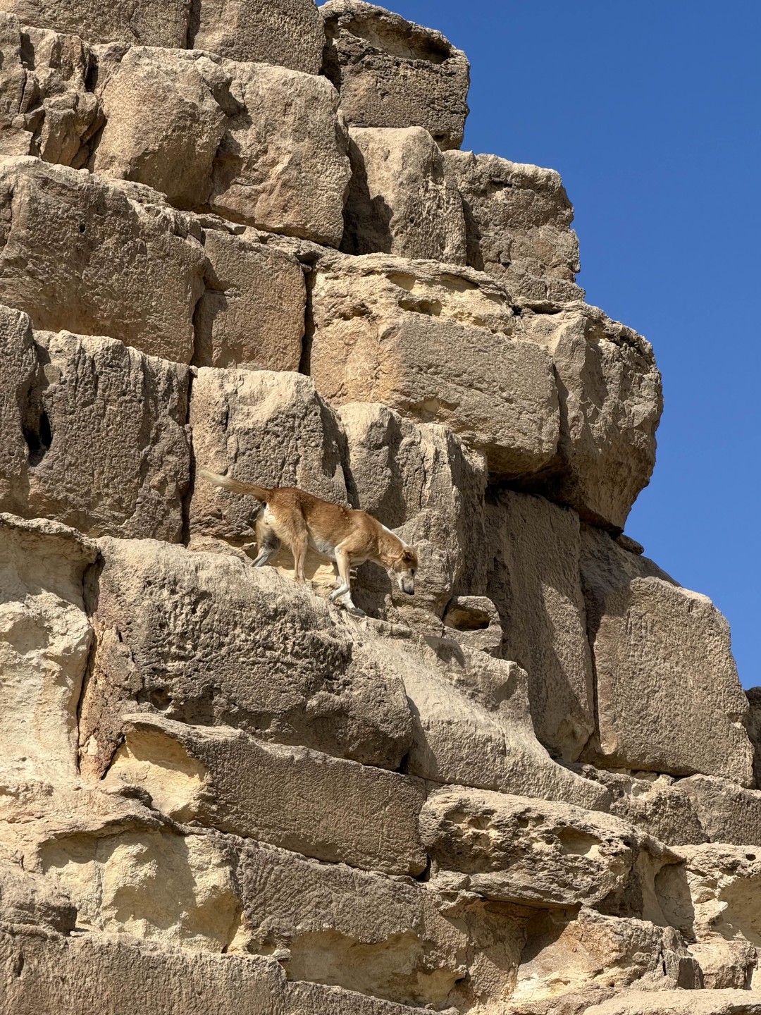 Ездили на экскурсию 28 декабря из Шарм-эль-Шейха. Посетили пирамиды и новый Египетский музей. Машина забрала нас