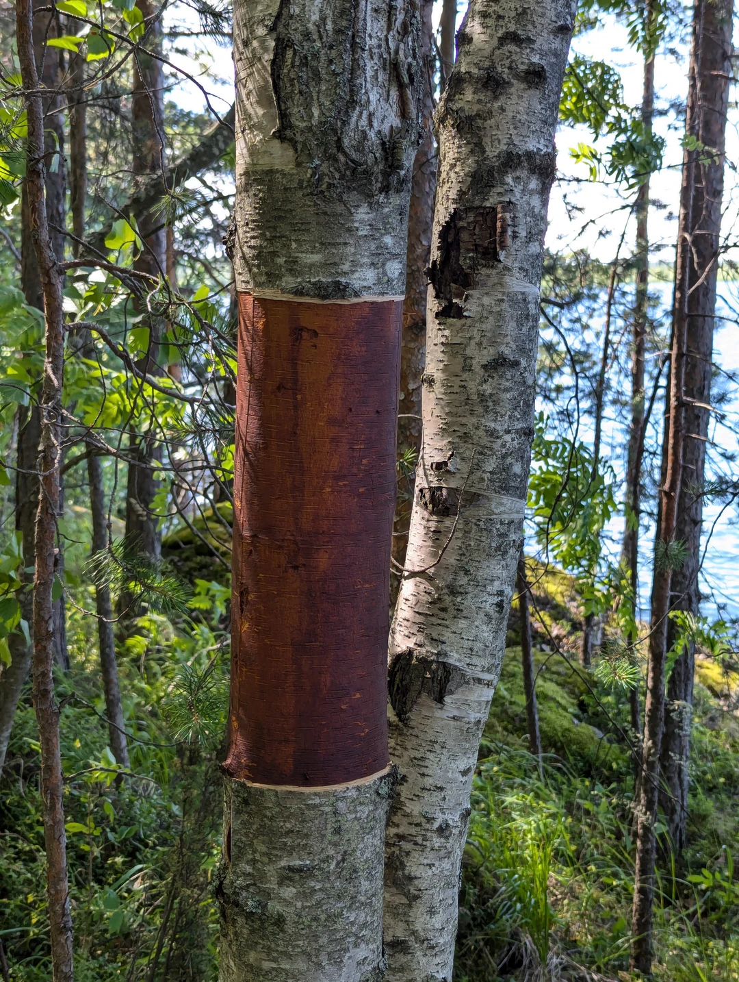 Всё понравилось!