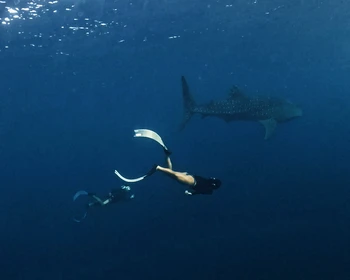 Окончание тура