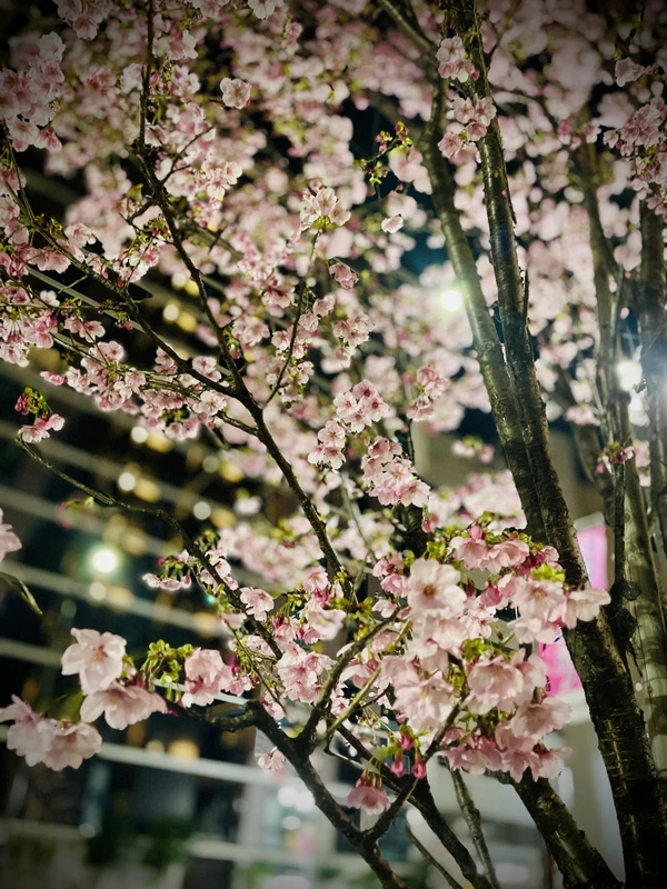 Токио в период ханами: любование сакурой по-японски