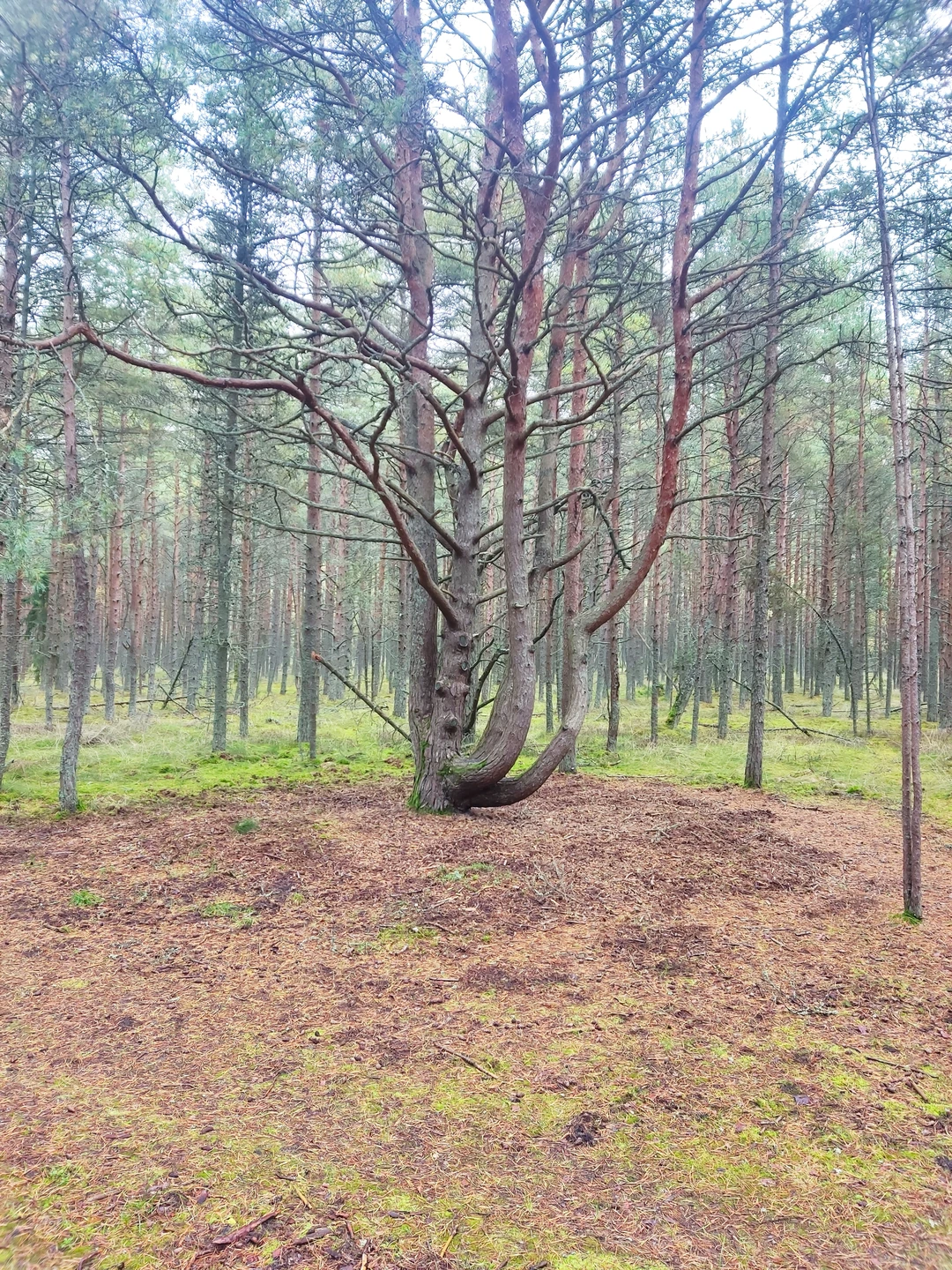 Куршская коса из Зеленоградска (Булат)