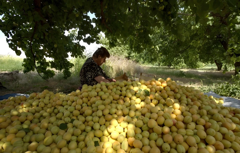 Фото к экскурсии Мастер-класс по сбору урожая в садах Армении (из Еревана)