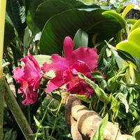 Фото отзыва 3: экскурсия "Из Паттайи — в парк растений «Нонг Нуч» (с обедом или без)"