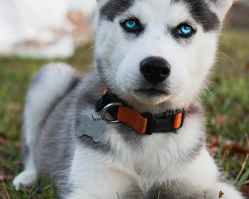 День в этнодеревне с национальными обрядами, гаданием на древних рунах, встречами с хаски и оленями