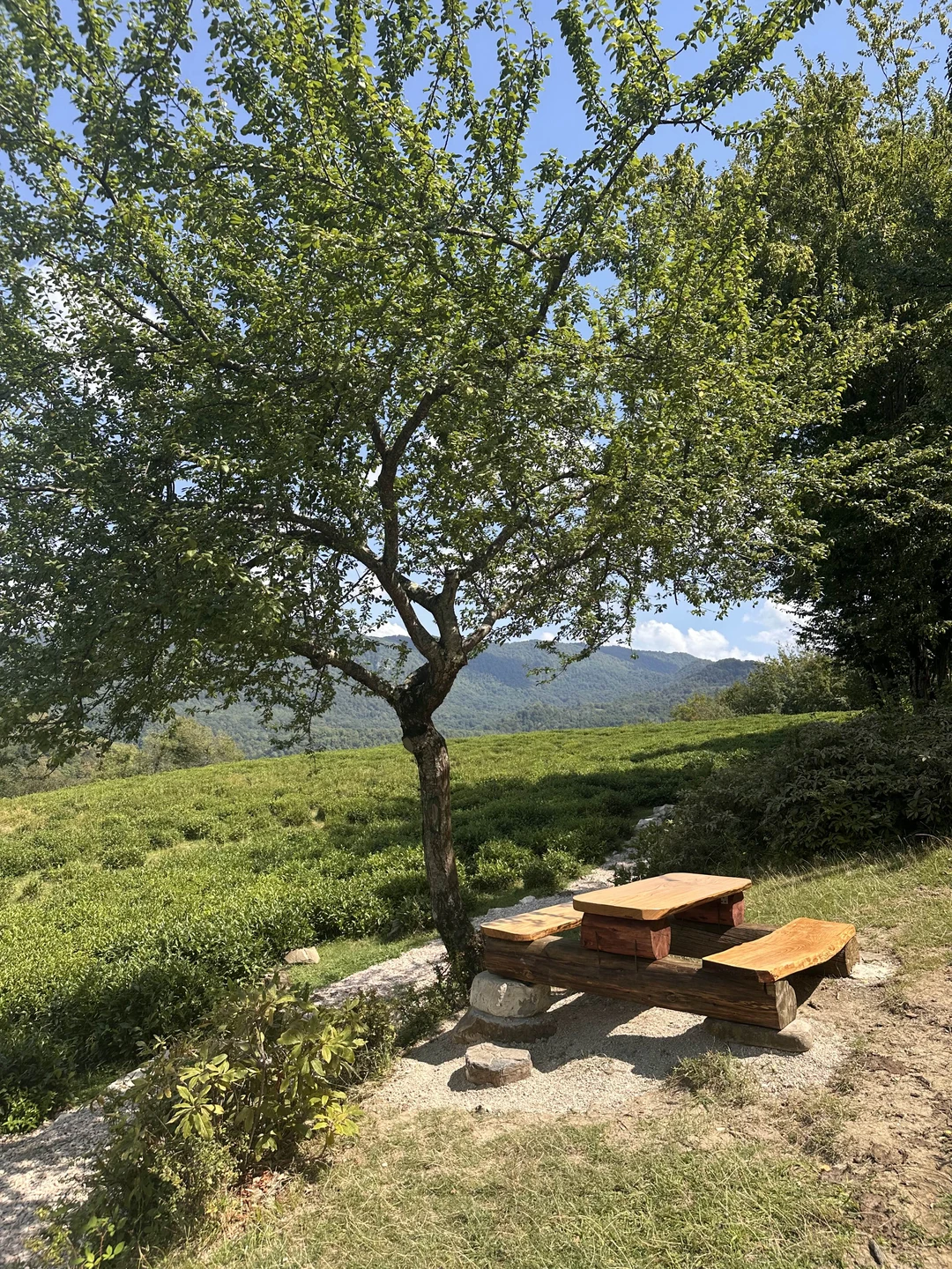 Экскурсия очень разнообразная. Погуляли по волшебному самшитовому лесу, залезли на руины, нафотографировались на чайных плантациях, попробовали