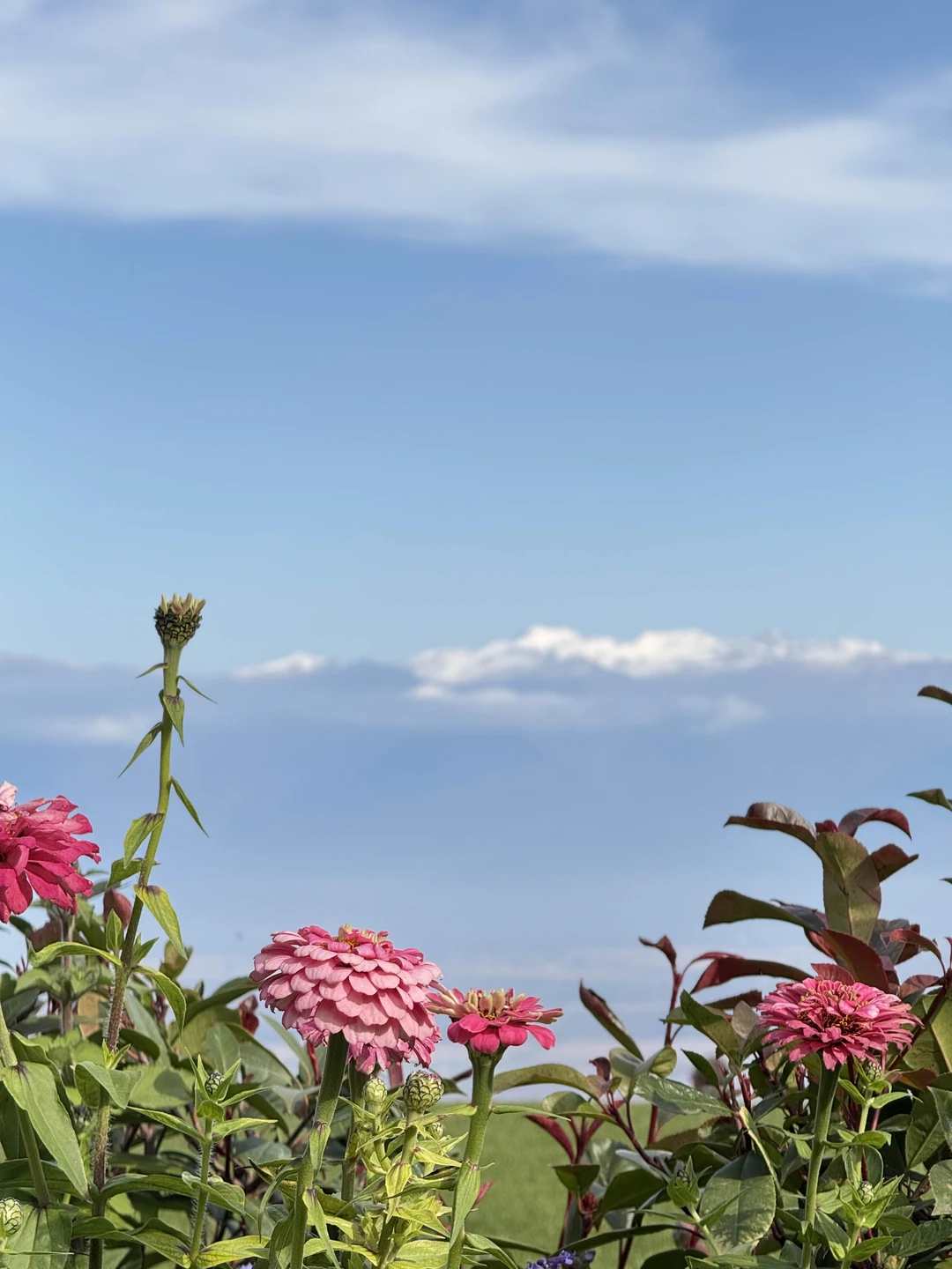 Из Тбилиси - в Кахетию на весь день: вино, храмы и Сигнахи (Алена)