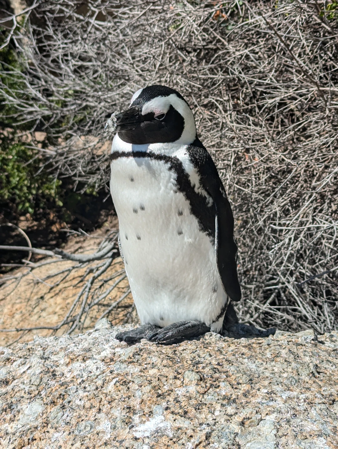 Спасибо, Александру, за чудесные дни проведенные в ЮАР. За 9 дней мы смогли посмотреть великолепный Кейптаун