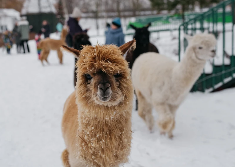 Виды Групповая экскурсия по Городской Ферме ВДНХ с мастер-классом