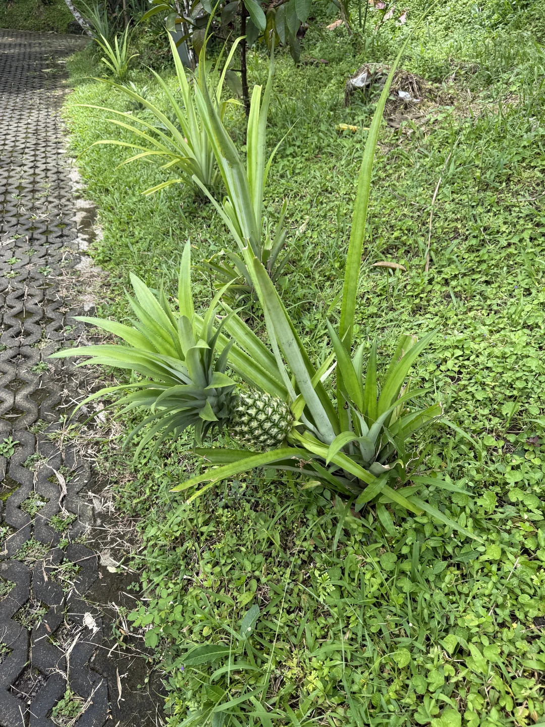 Ездили на экскурсию с Абу, интересная, зрелищная экскурсия. Рисовые террасы - это любовь навсегда. Парк птиц
