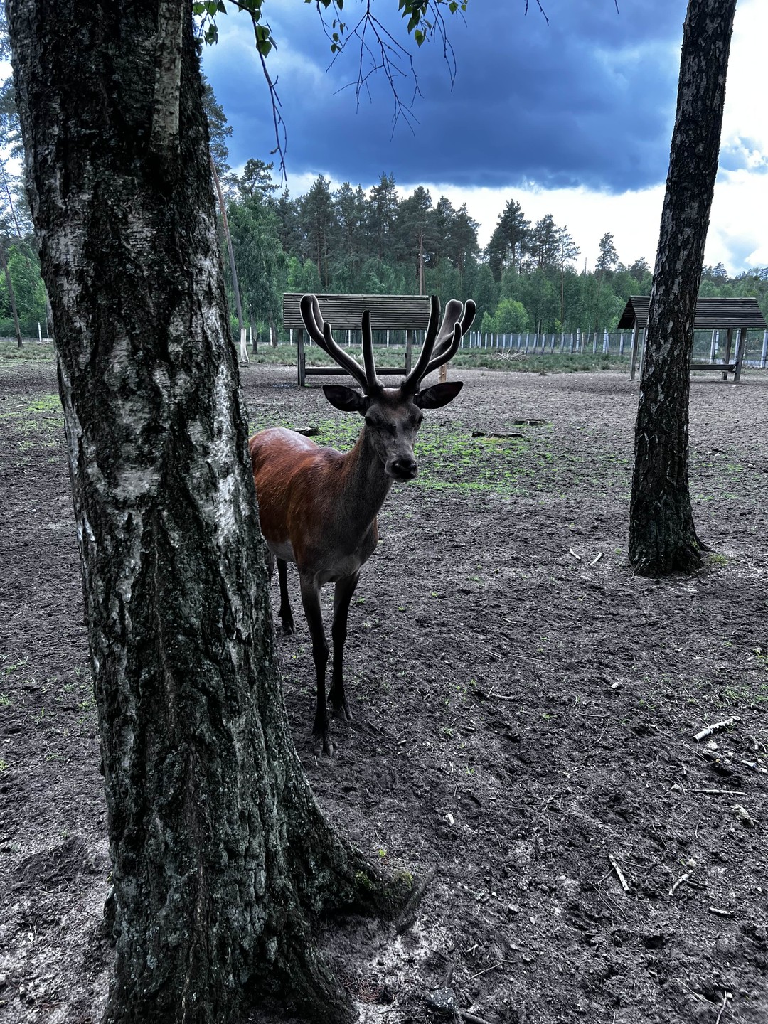 Беловежская пуща по выходным и праздникам (Анна)