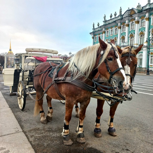 Сказочное Рождество в Эрмитаже