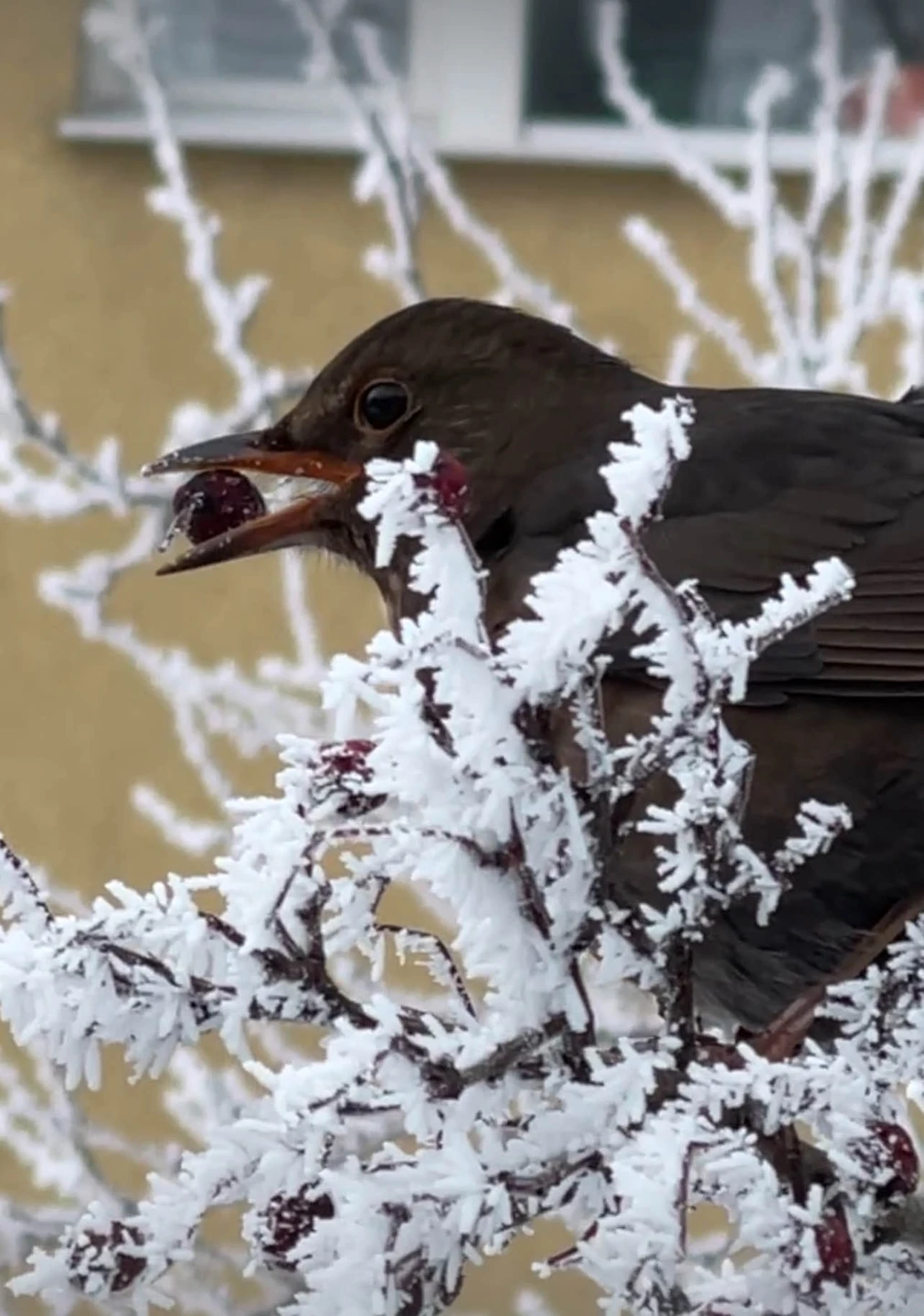 Красивая жизнь по-кёнигсбергски: район Амалиенау (Екатерина)