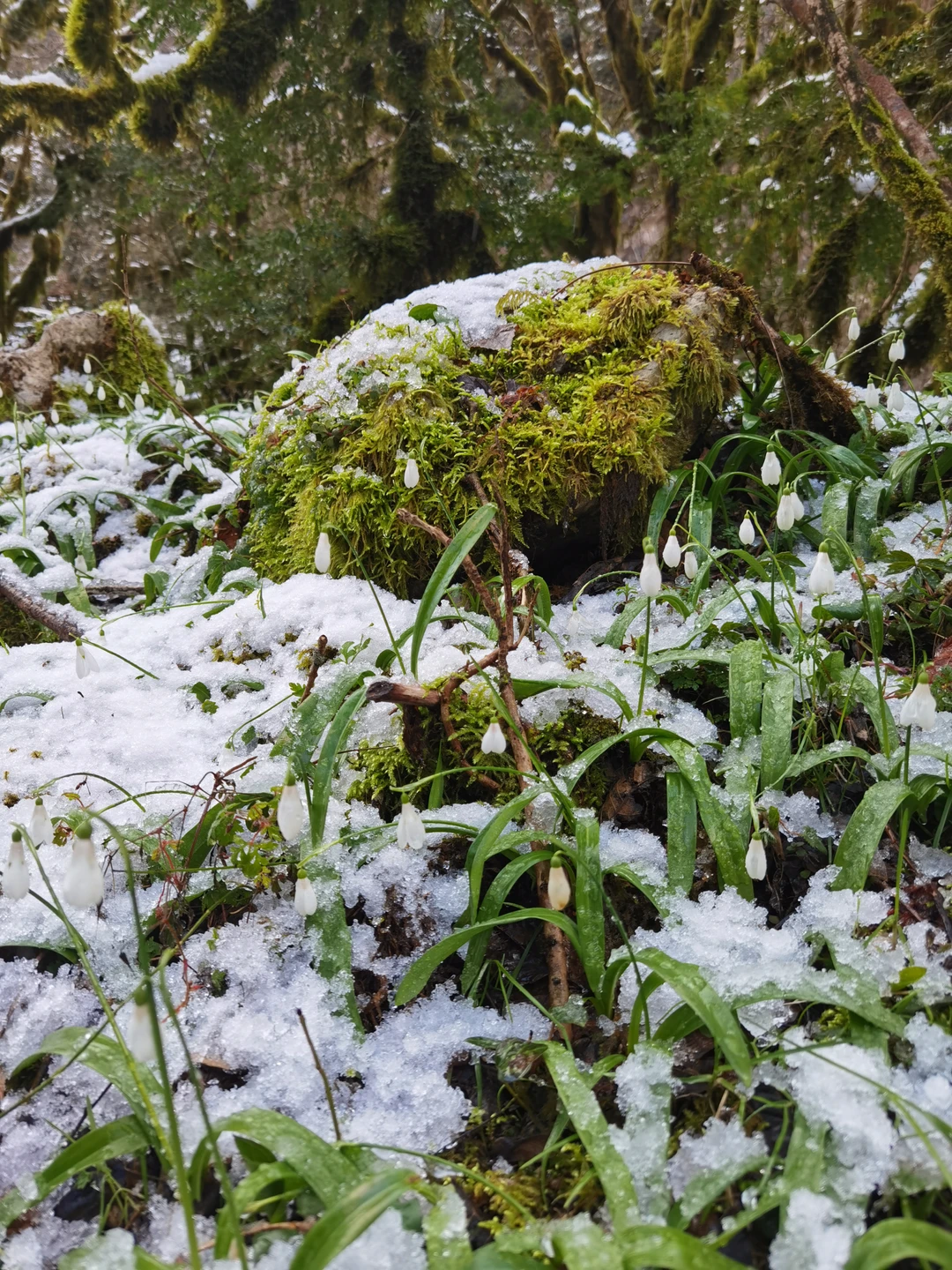 Чудесная экскурсия, чтобы открыть для себя Абхазию. Невероятной красоты виды и дорога, которая сопровождается легендами, историей