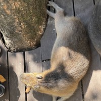 Фото отзыва 1: экскурсия "Тропический парк Янода: приключение в сердце джунглей (всё включено)"