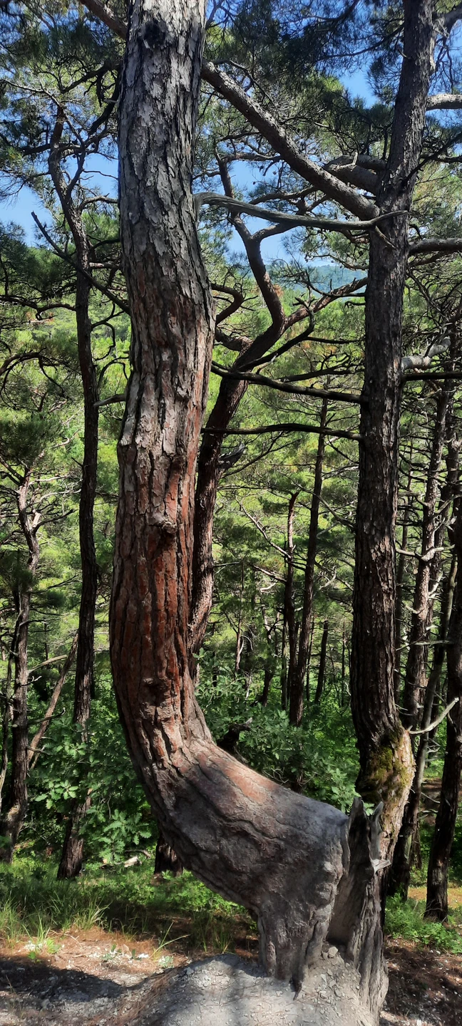 К осмотру представлено сочетание культурных и природных достопримечательностей окрестностей Геленджика. Скала Парус, к сожалению, практически недоступна
