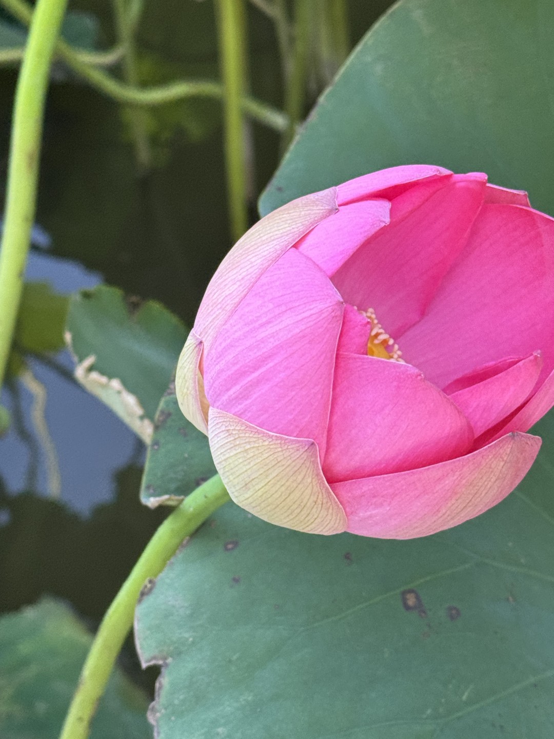 Экскурсия превзошла все ожидания! Так близко увидеть лотосы я не ожидала. Поездка продумана до мелочей. Кто