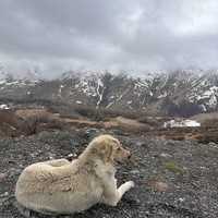 Фото отзыва 1: экскурсия "Влюбиться в Грузию за 5 дней: Кахетия, Казбеги и Боржоми с дегустациями"