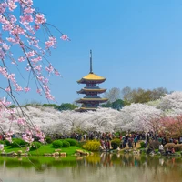 За цветением сакуры&nbsp;— в&nbsp;Китай