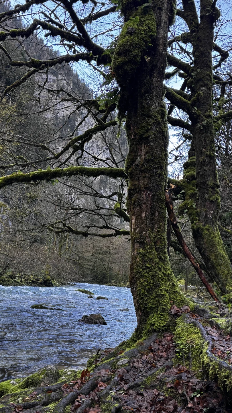 Экскурсия в Абхазию оставила незабываемые впечатления и подарила массу положительных эмоций. Страна удивляет своей природой, историей