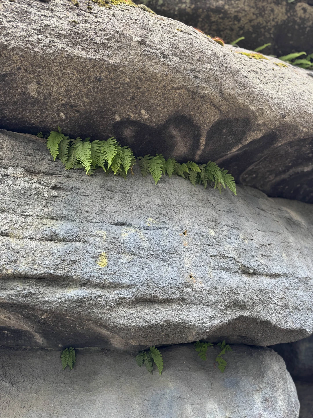 Однозначно экскурсия для тех, кто без ума от собак! Лабрадор Лаврентий заряжает положительными эмоциями уже в