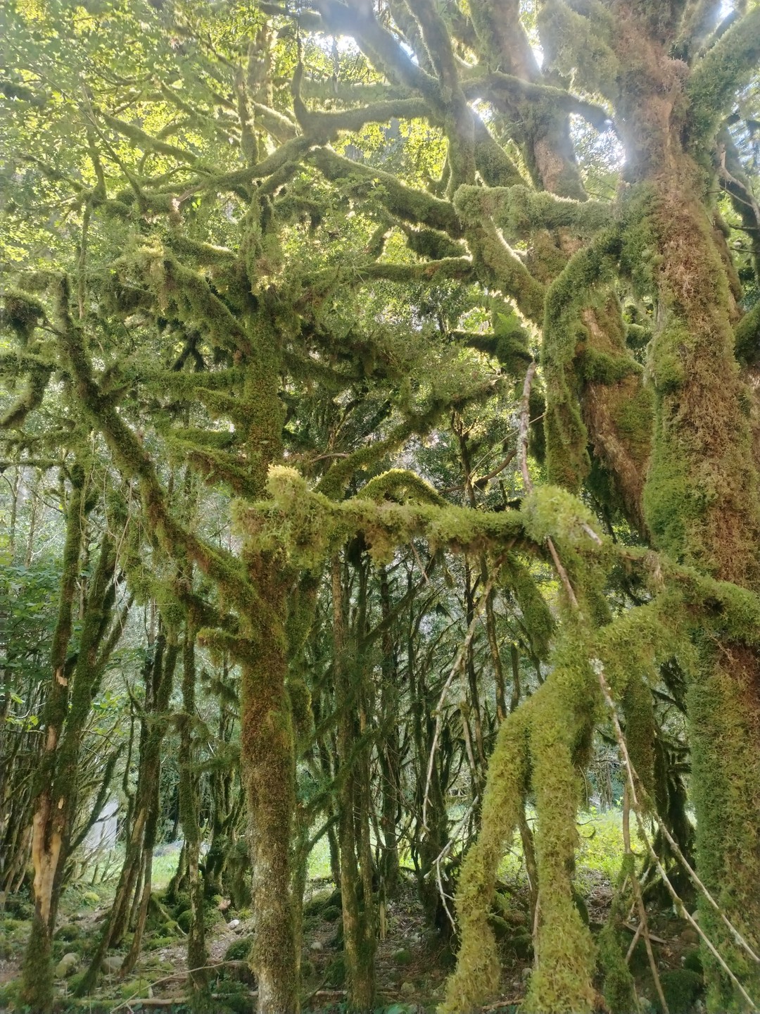 Очень понравилась поездка на озеро Рица. Наш водитель и экскурсовод Даниэль, рассказал нам много из истории