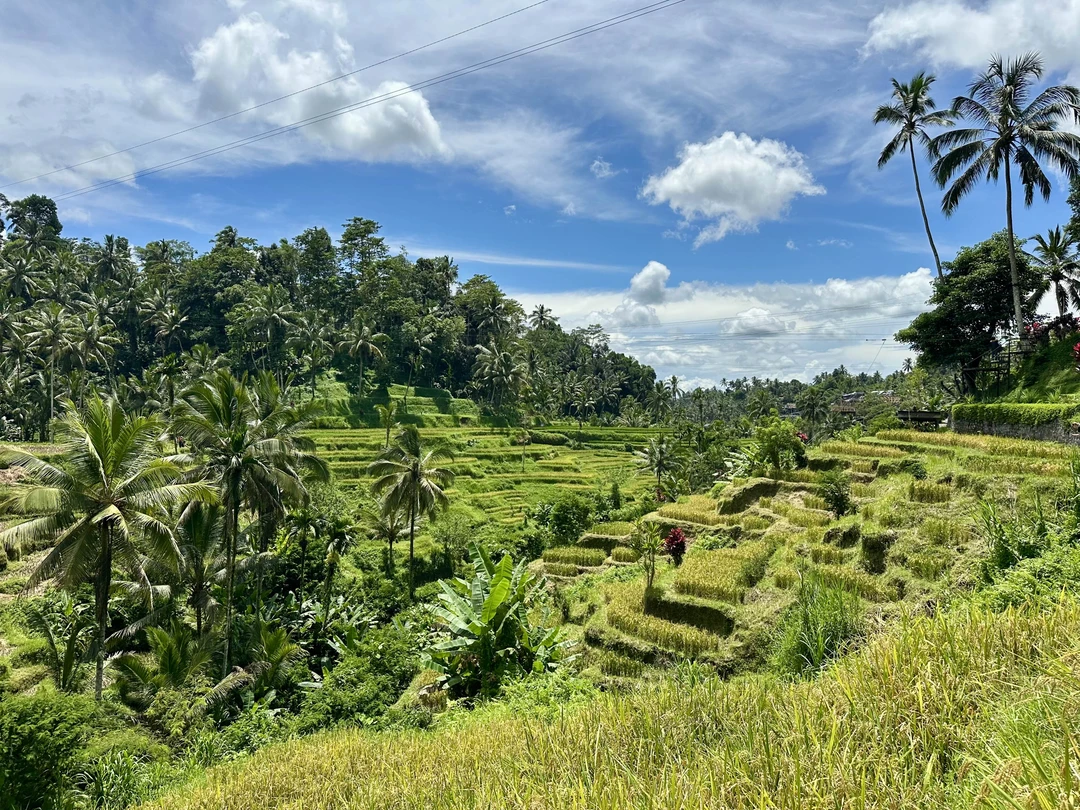 Мы семьей 5 человек провели целый день в путешествии по Бали, которую организовал и просел Мади