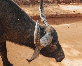Сафари в парке «Яла»: встреча с дикой природой