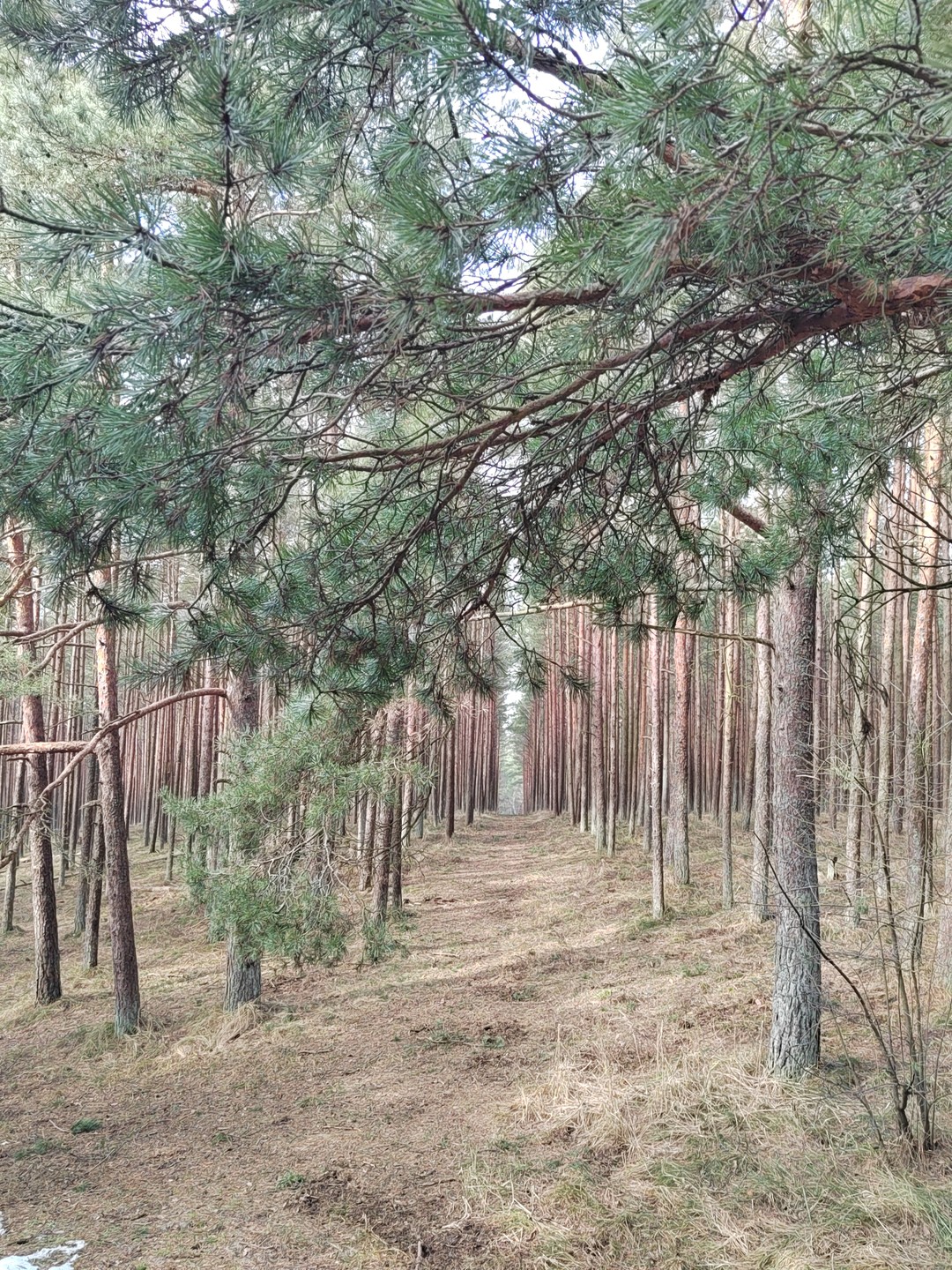 Утренняя Куршская коса, Зеленоградск и замок Нессельбек на автобусе (Татьяна)