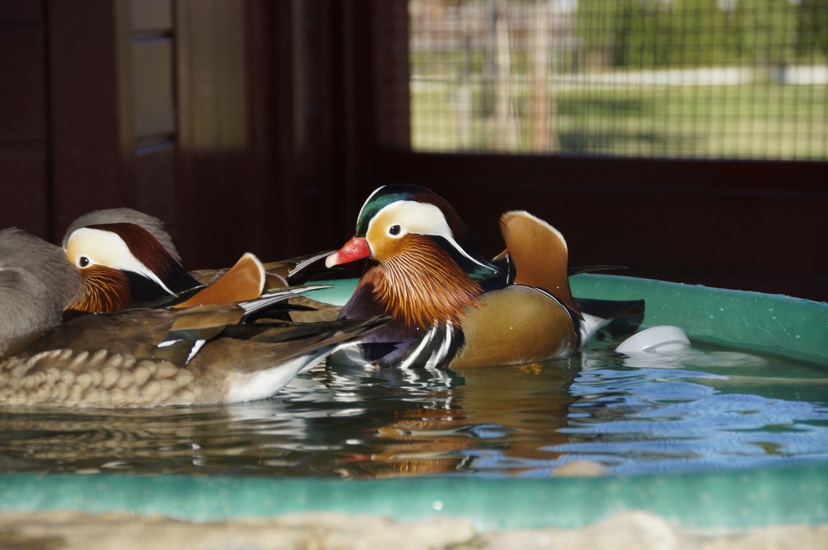 Бёрдвотчинг в орнитологическом парке Сочи (2/6)