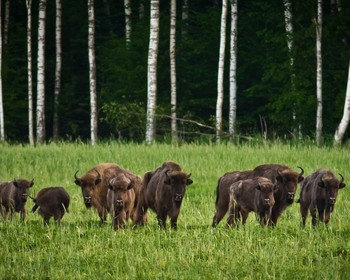 Беловежская пуща и знакомство с Брестом