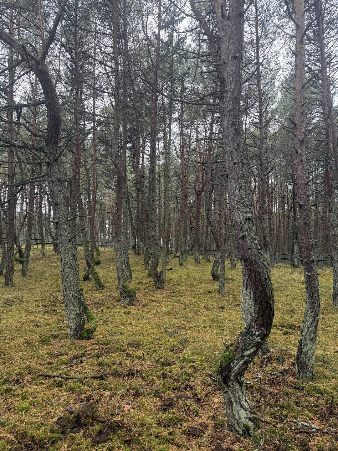 Утренняя Куршская коса, Зеленоградск и замок Нессельбек на автобусе (Натэла)