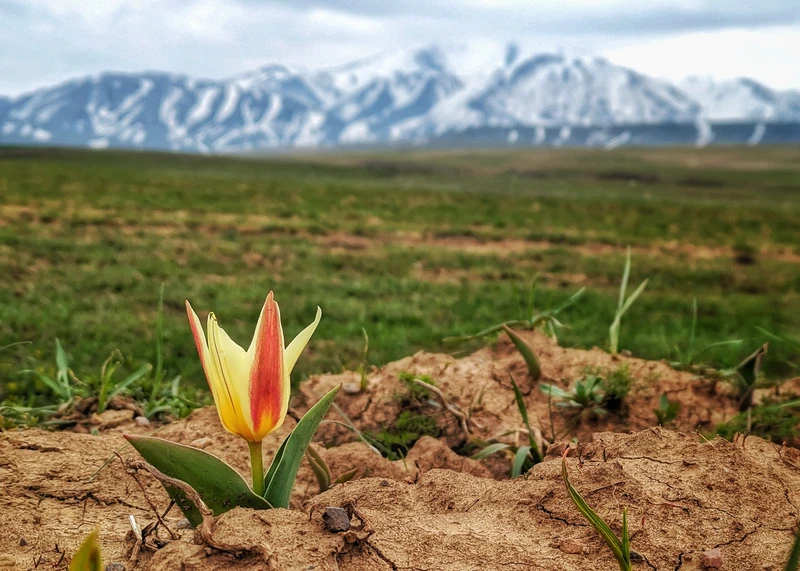 Тюльпаны в степях, а не в букетах. «Всё включено» из Шымкента