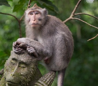 Лес обезьян