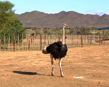 Оудсхорн - «страусиная столица мира»