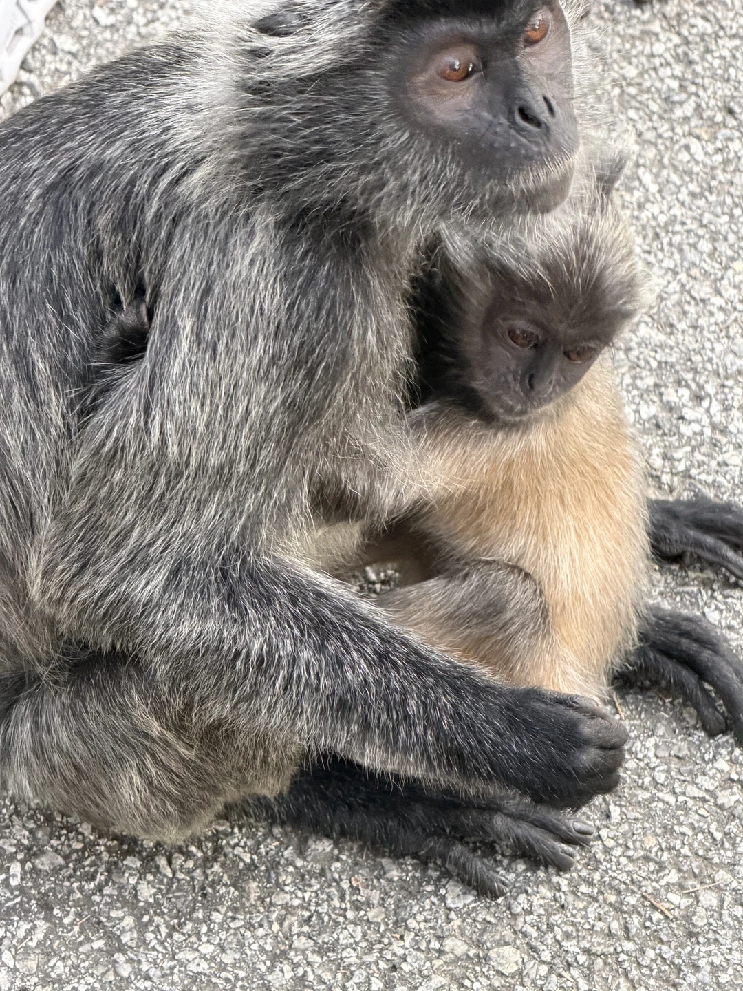 Хорошая Экскурсия, светлячков действительно было очень много. Обезьянки, милые, гид помог с ними контактировать. Ресторан по