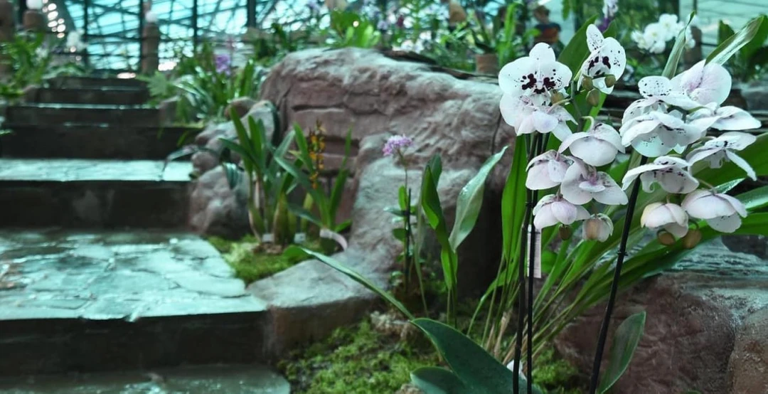 Музей орхидей в Вологде