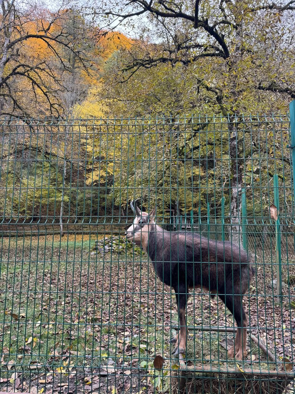Экоцентр «Лаура» - знакомство с природой Кавказа (Ольга)