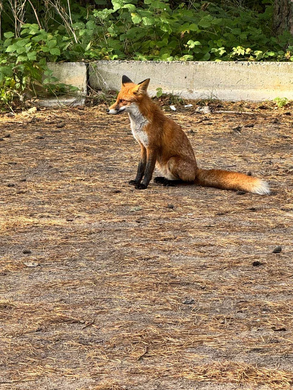 Наша семья в октябре 2025г. посетили Калининград. Выбрали экскурсию с Екатериной по Куршской косе и Зеленоградску.