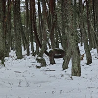 Фото отзыва 1: экскурсия "Комфортная поездка на Куршскую косу"