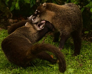 Национальный парк «Мануэль Антонио»