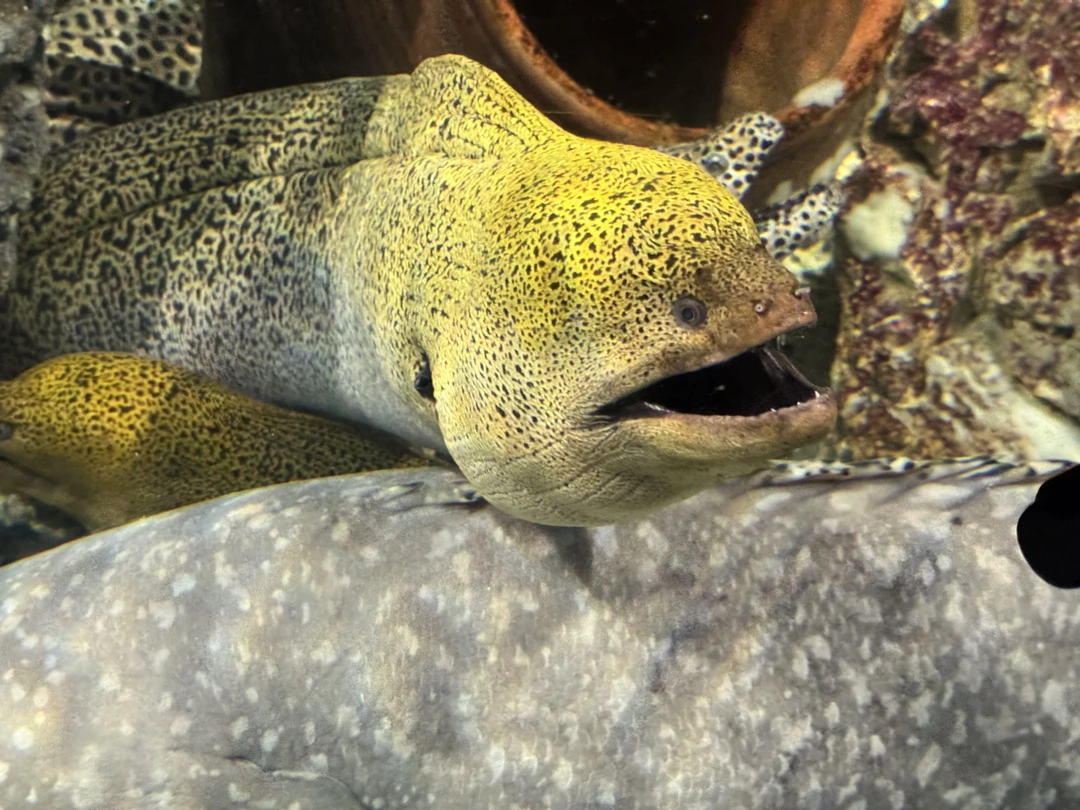 Огромное спасибо Дмитрию за такую насыщенную и интересную прогулку по Нячангу. Впечатления самые прекрасные. Считаю огромным