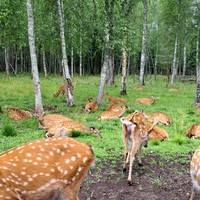 Фото отзыва 3: экскурсия "Волшебный миръ оленей — путешествие, где всё включено"