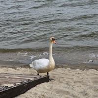 Фото отзыва 3: экскурсия "Куршская коса — уголок нетронутой природы"
