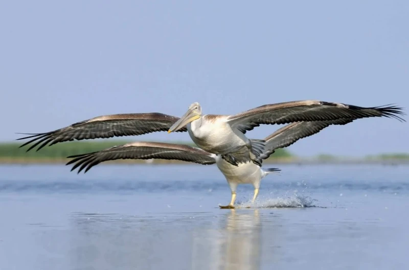 Из тюльпанов ковёр по весне: природные и культурные богатства Калмыкии - Фото 6