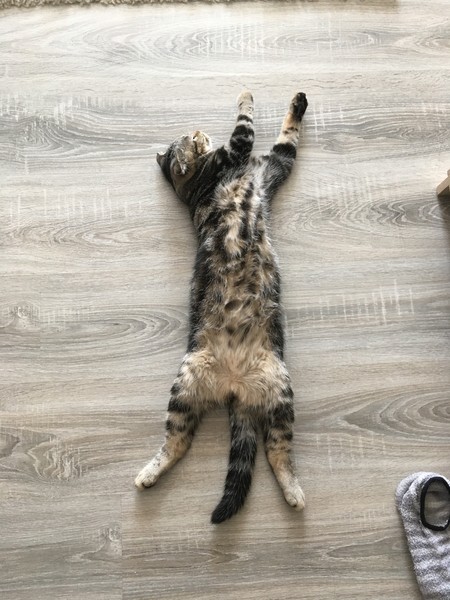 Индивидуальная Экскурсия с собакой с тарифами (Ислам)